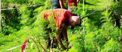 FoodForest Halle - Pflanze mit uns die essbare Stadt FoodForest Halle