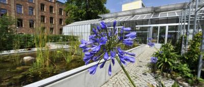 Pflanzgarten in den Franckesche Stiftungen Pflanzgarten in den Franckesche Stiftungen